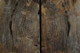 Petrified Wood Bookends - Oregon #125077-2